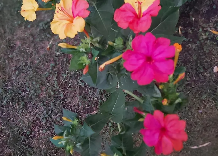 Frühstückspension Il Rosale A