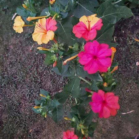 Couette-café Il Rosale A